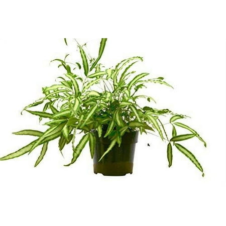 Fern  Albo  - 6  Pot